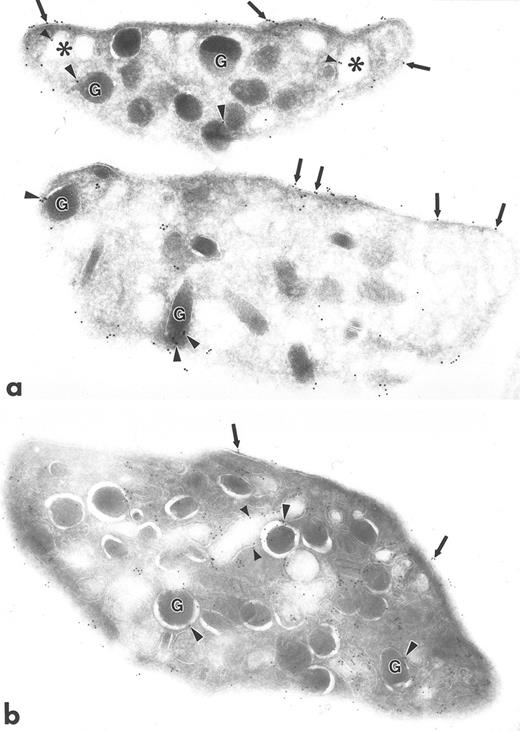 Fig. 4. Ultrathin frozen sections of human platelets isolated from fixed, whole blood and immunolabeled with monoclonal antibody to Src (a) or with polyclonal antibody to Src (b). Arrows indicate label for Src on plasma membranes. Arrowheads indicate label on alpha granule (G) membranes and SCCS (⋅) membranes. Original magnification × 43,000.