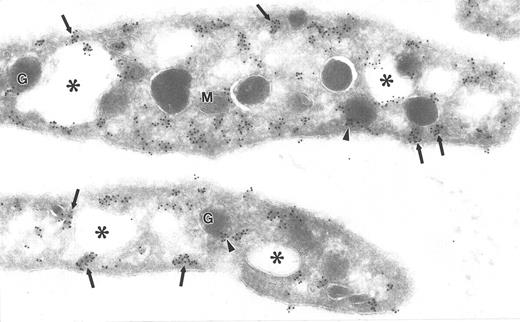 Fig. 5. Ultrathin frozen section of human platelets immunolabeled with monoclonal antibodies to clathrin. Arrows indicate immunogold clusters overlying electron-dense cytoplasmic and subplasmalemmal patches. Arrowheads indicate label closely associated with alpha granules (G). Asterisks indicate lumena of the SCCS system. M, mitochondrion. Original magnification × 56,000.