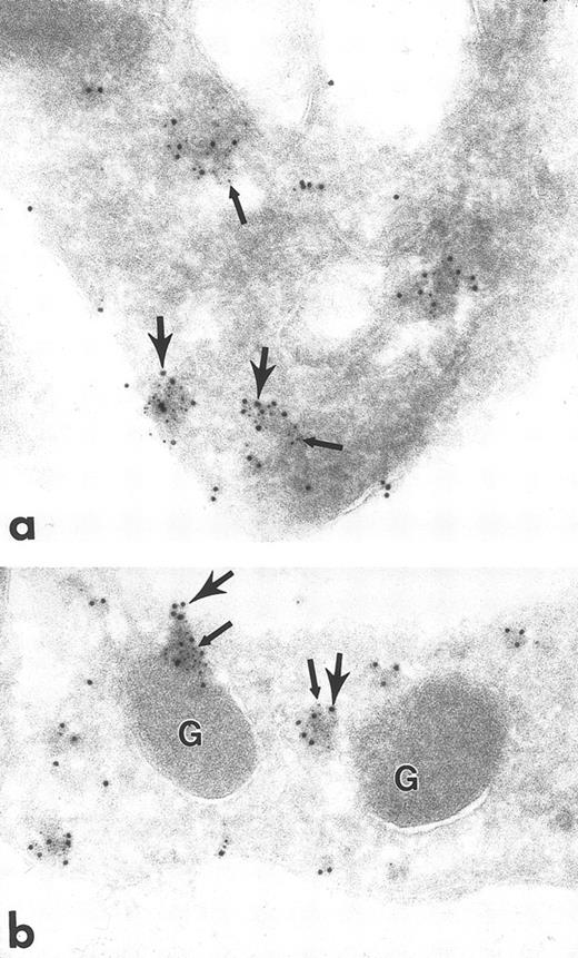 Fig. 6. Ultrathin frozen sections of human platelets isolated as in Fig 1 and immunolabeled with monoclonal antibodies to clathrin followed by goat anti–mouse IgG bridge antibody and 5-nm immunogold particles. After blocking in 1% glutaraldehyde in PBS for 10 minutes, the sections were immunolabeled with polyclonal antibodies to Fyn, followed by goat anti–rabbit IgG bridge antibody and 10-nm immunogold particles. (a) and (b) Label for Fyn and clathrin are associated (small and large arrows, respectively). Similar results were obtained with protein A–gold or IgG-gold probes. In no double-label experiment was the amount of 10-nm gold probe the same as in a single label for the same primary antibody, probably due to steric hindrance of the gold particles. G, alpha granule. Original magnification × 70,000.