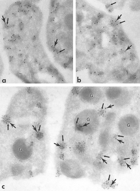 Fig. 7. Ultrathin frozen sections of human platelets immunolabeled with monoclonal antibodies to clathrin followed by polyclonal antibodies to Lck (a and b) or with the reverse sequence of label (c). Sections were incubated with either monoclonal antibodies to clathrin (a and b) or polyclonal antibodies to Lck (c) followed by appropriate bridge antibody and 5-nm immunogold particles. After blocking in 1% glutaraldehyde in PBS for 10 minutes, the sections were immunolabeled with either polyclonal antibodies to Lck (a and b) or monoclonal antibodies to clathrin (c), followed by appropriate bridge antibody and 10-nm immunogold particles. In all figures, 5-nm gold particles are indicated by small arrows and 10-nm gold particles by large arrows. (a) to (c), Label for clathrin and Lck are associated. (c) Label for Lck is in clusters (small arrows) and clathrin is associated with these clusters (large arrows). Similar results were obtained with protein A–gold or IgG-gold probes. In no case was the level of 10-nm gold the same as in a single label for the same primary antibody, probably due to steric hindrance of the gold particles. G, granule. (a) Original magnification × 84,000; (b) × 84,000; (c) × 117,000.