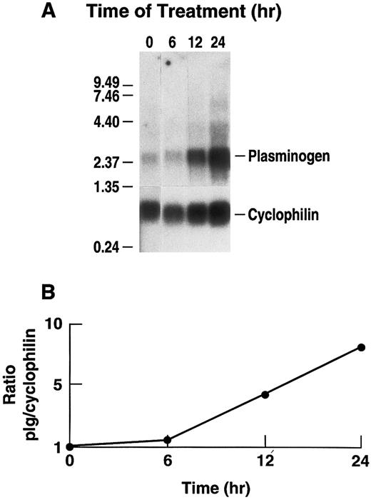 Fig. 1. Time dependence of the effect of rhIL-6 on plasminogen mRNA expression in primary murine hepatocytes. (A) Primary murine hepatocytes were isolated as described in Materials and Methods. The cells were grown in serum free EMEM supplemented with 0.1% BSA for 24 hours, followed by incubation with 500 U/mL rhIL-6 for the indicated times in the serum free EMEM plus 0.1% BSA. Total RNA was isolated and Northern blot analysis was performed as described in Materials and Methods using 32P-cDNA probes for murine plasminogen and for murine cyclophilin. Migration of RNA molecular size standards is shown on the left side of the panel. (B) Fold-stimulation of plasminogen mRNA levels was determined as the ratio of plasminogen/cyclophilin hybridization band intensity determined by laser densitometric scanning of the autoradiogram in (A). The ratio was normalized to one for untreated cells.