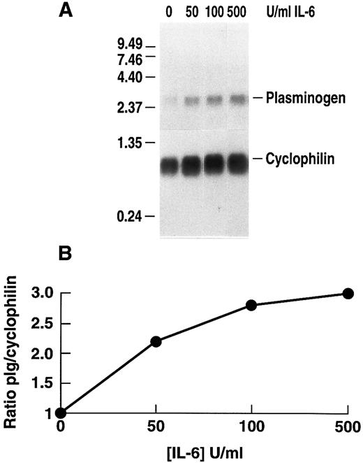 Fig. 2. Dose dependence of the effect of rhIL-6 on plasminogen mRNA expression in primary murine hepatocytes. (A) Primary hepatocytes were grown in serum-free EMEM supplemented with 0.1% BSA for 24 hours, followed by incubation with increasing concentrations of rhIL-6 for 24 hours in serum free EMEM supplemented with 0.1% BSA. Total RNA was isolated and Northern blot analysis was performed as in Fig 1. Migration of RNA molecular size standards is shown on the left side of the panel. (B) Fold-stimulation of plasminogen mRNA levels was determined as the ratio of plasminogen/cyclophilin hybridization band intensity determined by laser densitometric scanning of the autoradiogram in (A). The ratio was normalized to one for untreated cells.