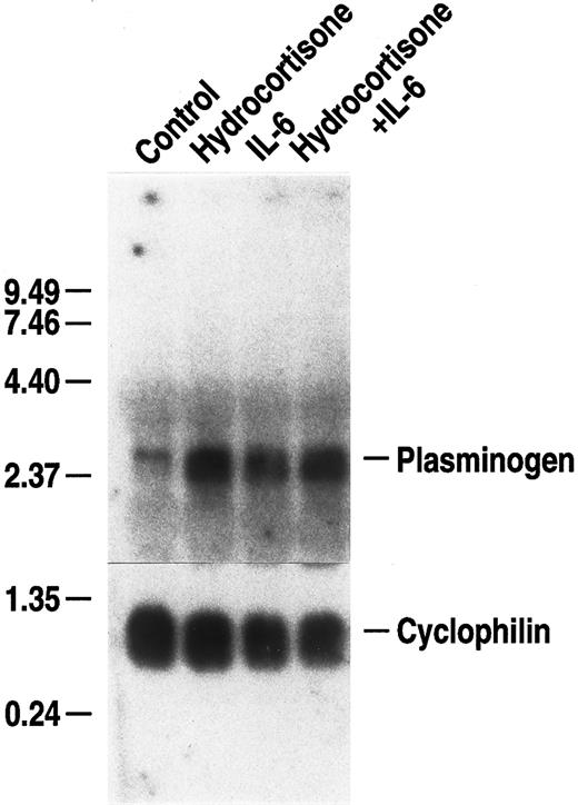 Fig. 3. Effect of hydrocortisone on plasminogen mRNA expression in primary murine hepatocytes. Primary murine hepatocytes were grown in serum-free EMEM supplemented with 0.1% BSA for 24 hours, followed by culture for 24 hours in the presence of either 10 μmol/L hydrocortisone, 500 U/mL rhIL-6 or hydrocortisone + rhIL-6 at the foregoing concentrations in serum free EMEM containing 0.1% BSA. Total RNA was isolated and Northern blot analysis was performed as in Fig 1. Migration of RNA molecular size standards is shown on the left side of the panel.