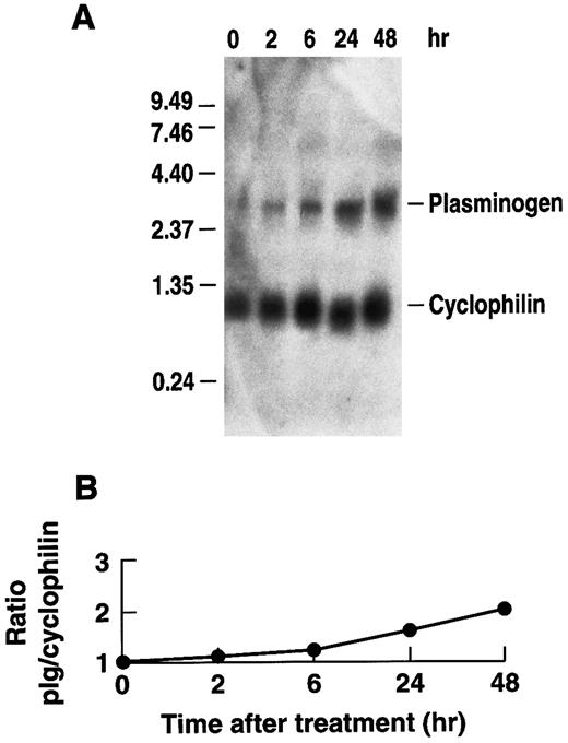 Fig. 4. Time dependence of the effect of rhIL-6 on plasminogen mRNA expression in Hep3B cells. (A) Hep3B cells were grown in serum-free EMEM supplemented with 0.1% BSA for 24 hours, followed by culture in the presence of 500 U/mL rhIL-6 in serum free EMEM containing 0.1% BSA for the indicated times and total RNA was prepared. The lane marked 0 represents mRNA from cells cultured in the absence of rhIL-6 for 48 hours. Northern blot analysis was performed using a 32P-cDNA human plasminogen fragment and the 32P-cDNA murine cyclophilin fragment. Migration of RNA molecular size standards is shown on the left. (B) Fold-stimulation of plasminogen mRNA level was determined as the ratio of plasminogen/cyclophilin hybridization band intensity as determined by laser densitometry. The ratio was normalized to one for untreated cells.