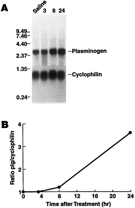Fig. 6. Time dependence of the effect of rhIL-6 injection on hepatic plasminogen mRNA expression in mice. (A) C57BL/6J male mice were injected intraperitoneally with either saline (T = 0) or 4,000 U rhIL-6 and killed at the indicated times. Livers were procured and total RNA was extracted and subjected to Northern blot analysis using the 32P-cDNA probes for murine plasminogen and for murine cyclophilin. The time course points were determined at least twice. Each lane represents RNA isolated from an individual representative animal. Migration of RNA molecular size standards is shown on the left. (B) Fold-stimulation was determined as the ratio of plasminogen/cyclophilin hybridization band intensity determined by laser densitometric scanning of the autoradiogram in (A). The ratio was normalized to one for the untreated condition.