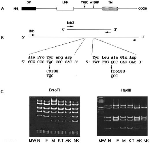 Fig. 6. Primary structure of GPIbβ, PCR strategy, and DNA sequence analysis. (A) GPIbβ contains signal peptides (SP), a leucine-rich repeat (LRR), a transmembrane domain (TM), and a cytoplasmic tail. (B) DNA fragment amplified by the primers Ibb was cloned into the pCRII vector and sequenced. A single nucleotide substitution, an A to G transition at nucleotide 991, changed Tyr (TAC) to Cys (TGC) at residue 88 (left). A single nucleotide substitution, a G to C transversion at nucleotide 1050, changed Ala (GCC) to Pro (CCC) at residue 108 (right). Underlined nucleotides were changed. (C) Restriction analysis of the PCR-amplified GPIbβ gene. DNA fragments amplified using primers Ibb3 were digested with BsoFI or Hae III restriction enzymes, electrophoresed on 15% PAGE slab gels, and stained with ethidium bromide. The A to G transition at nucleotide 991 created a recognition site for BsoFI, generating a new 31-bp band (left). The G to C transversion at nucleotide 1050 abolished an Hae III recognition site, resulting in a new 54-bp band (right). Marker lane (M) is an Hae III digest of pBR322. MW, molecular marker; N, normal; F, father; M, mother; KT, elder sister; AK, patient; NK, younger sister.