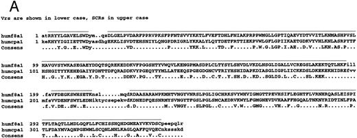 Fig. 1. Amino acid sequence lineups of human FVIII with other A domain proteins. (A through C) Alignment of human FVIII A1 (A), A2 (B), and A3 (C) domains with hCp, showing SCR and VR placing together with conserved residues. Lowercase, Vrs; uppercase with bar above sequence, SCRs. Sequence numberings refer to the mature proteins. (D through F ) Alignment of A1 (D), A2 (E), and A3 (F ) domain sequences of: human and mouse FVIII (humf8, murf8); human and bovine FV (humfv, bovfv); rat and human Cp (ratcp, humcp), showing extent of conservation of human FVIII residues with these related proteins. Key: white characters on black background, identical in all six sequences; white on grey, residues identical to that in human FVIII; black on grey, residue similar to that in human FVIII; black on white, residues dissimilar to human FVIII.