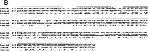 Fig. 1. Amino acid sequence lineups of human FVIII with other A domain proteins. (A through C) Alignment of human FVIII A1 (A), A2 (B), and A3 (C) domains with hCp, showing SCR and VR placing together with conserved residues. Lowercase, Vrs; uppercase with bar above sequence, SCRs. Sequence numberings refer to the mature proteins. (D through F ) Alignment of A1 (D), A2 (E), and A3 (F ) domain sequences of: human and mouse FVIII (humf8, murf8); human and bovine FV (humfv, bovfv); rat and human Cp (ratcp, humcp), showing extent of conservation of human FVIII residues with these related proteins. Key: white characters on black background, identical in all six sequences; white on grey, residues identical to that in human FVIII; black on grey, residue similar to that in human FVIII; black on white, residues dissimilar to human FVIII.
