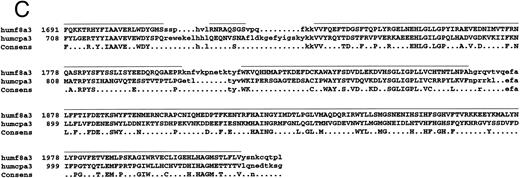 Fig. 1. Amino acid sequence lineups of human FVIII with other A domain proteins. (A through C) Alignment of human FVIII A1 (A), A2 (B), and A3 (C) domains with hCp, showing SCR and VR placing together with conserved residues. Lowercase, Vrs; uppercase with bar above sequence, SCRs. Sequence numberings refer to the mature proteins. (D through F ) Alignment of A1 (D), A2 (E), and A3 (F ) domain sequences of: human and mouse FVIII (humf8, murf8); human and bovine FV (humfv, bovfv); rat and human Cp (ratcp, humcp), showing extent of conservation of human FVIII residues with these related proteins. Key: white characters on black background, identical in all six sequences; white on grey, residues identical to that in human FVIII; black on grey, residue similar to that in human FVIII; black on white, residues dissimilar to human FVIII.