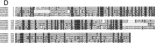 Fig. 1. Amino acid sequence lineups of human FVIII with other A domain proteins. (A through C) Alignment of human FVIII A1 (A), A2 (B), and A3 (C) domains with hCp, showing SCR and VR placing together with conserved residues. Lowercase, Vrs; uppercase with bar above sequence, SCRs. Sequence numberings refer to the mature proteins. (D through F ) Alignment of A1 (D), A2 (E), and A3 (F ) domain sequences of: human and mouse FVIII (humf8, murf8); human and bovine FV (humfv, bovfv); rat and human Cp (ratcp, humcp), showing extent of conservation of human FVIII residues with these related proteins. Key: white characters on black background, identical in all six sequences; white on grey, residues identical to that in human FVIII; black on grey, residue similar to that in human FVIII; black on white, residues dissimilar to human FVIII.
