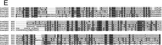 Fig. 1. Amino acid sequence lineups of human FVIII with other A domain proteins. (A through C) Alignment of human FVIII A1 (A), A2 (B), and A3 (C) domains with hCp, showing SCR and VR placing together with conserved residues. Lowercase, Vrs; uppercase with bar above sequence, SCRs. Sequence numberings refer to the mature proteins. (D through F ) Alignment of A1 (D), A2 (E), and A3 (F ) domain sequences of: human and mouse FVIII (humf8, murf8); human and bovine FV (humfv, bovfv); rat and human Cp (ratcp, humcp), showing extent of conservation of human FVIII residues with these related proteins. Key: white characters on black background, identical in all six sequences; white on grey, residues identical to that in human FVIII; black on grey, residue similar to that in human FVIII; black on white, residues dissimilar to human FVIII.