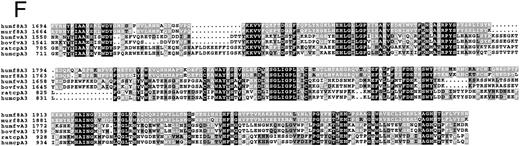 Fig. 1. Amino acid sequence lineups of human FVIII with other A domain proteins. (A through C) Alignment of human FVIII A1 (A), A2 (B), and A3 (C) domains with hCp, showing SCR and VR placing together with conserved residues. Lowercase, Vrs; uppercase with bar above sequence, SCRs. Sequence numberings refer to the mature proteins. (D through F ) Alignment of A1 (D), A2 (E), and A3 (F ) domain sequences of: human and mouse FVIII (humf8, murf8); human and bovine FV (humfv, bovfv); rat and human Cp (ratcp, humcp), showing extent of conservation of human FVIII residues with these related proteins. Key: white characters on black background, identical in all six sequences; white on grey, residues identical to that in human FVIII; black on grey, residue similar to that in human FVIII; black on white, residues dissimilar to human FVIII.