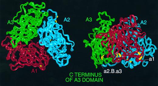 Fig. 2. Homology model of the triplicated A domains of human FVIII. (Left) FVIII α-carbon ribbon viewed from 'top' of the molecule down the pseudo threefold axis. A1 (red), A2 (blue), and A3 (green); this color coding is consistent throughout this and subsequent figures. Cysteine residues predicted to participate in disulphide links are highlighted in yellow. (Right) View perpendicular to the axis, with A1 to the front and the 'top' of the molecule bearing the loops anchoring the first and second β-strands of subdomains corresponding to the d subdomains of hCp; the A3 C terminus is marked to the left. Also marked are the location of insertion points of acidic peptides in FVIII; peptide a1 may be inserted on the surface between A1 and A2, whereas peptide a2, B domain and third acidic peptide a3 may be inserted on surface between A2 and A3.