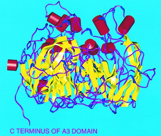 Fig. 3. Secondary structure of FVIII A domains. Viewed perpendicular to threefold axis with ‘top’ of molecule to top of figure. α-Helices (red), β-sheets (yellow), turns (blue), and random coil (magenta).