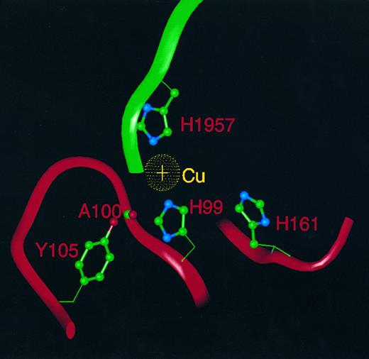 Fig. 4. The copper atom in FVIII and its ligands. A single copper atom (gold) is shown with ligands H99 and H1957, whereas an oxygen heteroatom (not shown) of water or hydroxide acts as a third ligand and is hydrogen bonded to the A100 main chain carbonyl and the sidechain hydroxyl of Y105. H161 is too distant to act as a copper ligand. Neighboring residues are displayed as α-carbon ribbons: A1 (red) and A3 (green).