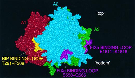 Fig. 5. Predicted binding-sites for FIXa and BiP on the FVIII A domain model. FIXa: two loops, in A2 (S558-Q565) and A3 (E1811-K1818) are shown in pink on the surface of a CPK FVIII image: view perpendicular to the threefold axis with 'top' and 'bottom' of the molecule marked. Also shown is the partly exposed putative BiP binding site (T291-F309) in gold.
