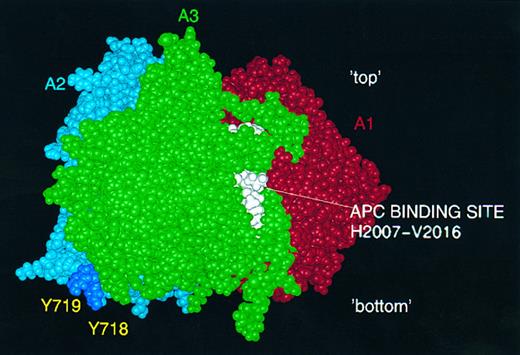 Fig. 6. Predicted activated protein C (APC) and thrombin interaction sites. APC binding loop (H2007-V2016) on the A3 surface is shown in white: postulated thrombin interaction via sulphated tyrosine residues Y718 and Y719 (deep blue) in FVIII A2 domain.