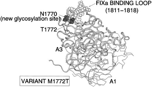 Fig. 7. Variant M1772T. A3 α-carbon backbone ribbon (and line trace of A1) showing location of A3 FIXa binding site (E1811-K1818, white CPK) with new glycosylation site N1770 (black CPK) created in the vicinity by mutation of M1772 (black CPK) to Thr.