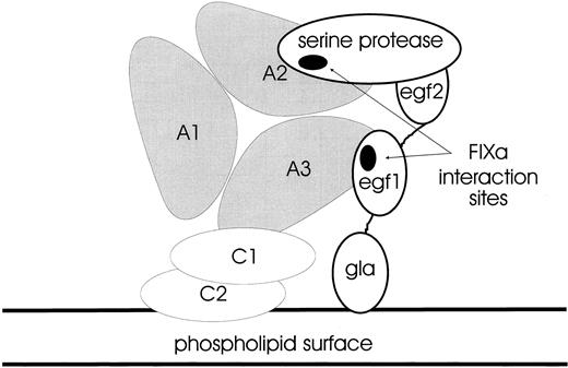 Fig. 8. Hypothetical configuration of the FX-activating complex. A cartoon showing how the triangular array of the FVIII A1, A2, and A3 domains may be anchored to a phospholipid surface via the C1 and C2 domains (not to scale). The FIXa serine protease domain interacts with the loop in A2 (S558-Q565), whereas the FIXa EGF2 domain binds to the loop in A3 (E1811-K1818). The FIXa Gla domain is also anchored to the phospholipid surface via a calcium-dependent mechanism. This complex between FVIII and FIXa activates zymogen FX as a key step in the amplification of the initial trigger in coagulation.