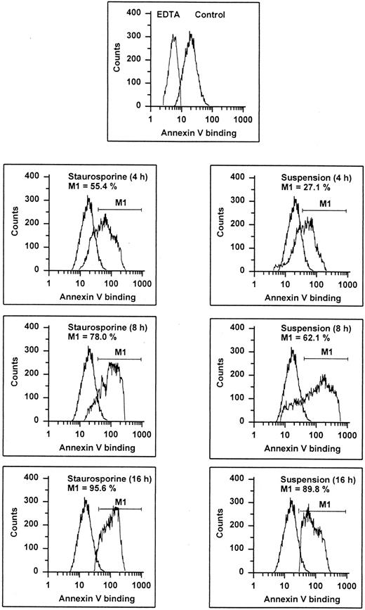 Fig. 3. Annexin V binding. HUVECs treated with staurosporine (left panels) or kept in suspension with serum deprivation (right panels) for 4, 8, and 16 hours were stained with FITC-conjugated recombinant annexin V in a buffer containing 2.5 mmol/L CaCl2 and subsequently analyzed using flow cytometry. Almost 100% of normal cells (upper panel, right peak) show an increased fluorescence compared with cells stained in EDTA. The marker M1 represents the percentage of cells exhibiting a higher fluorescence than the control (lower 6 panels, left peak). The results of one representative experiment of three performed are shown.