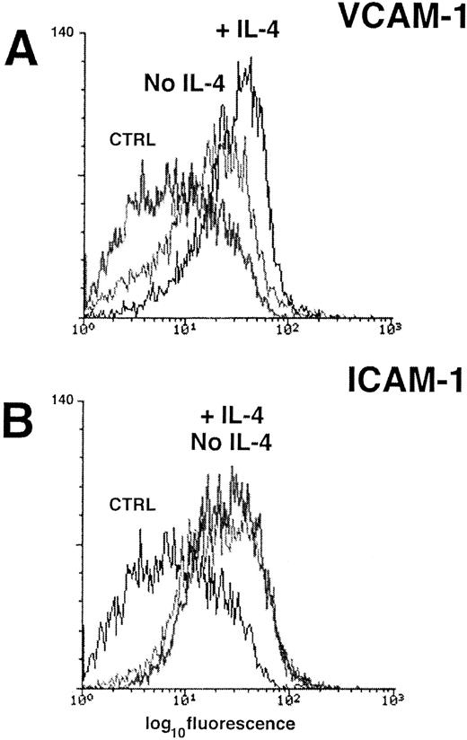 Fig. 2. Analysis of VCAM-1 (A) and ICAM-1 (B) expression on cultured human TECs by flow cytometry. Pretreatment of the TECs with rIL-4 overnight (1,000 U/mL) consistently increased the constitutive expression of VCAM-1, but had no effect on the level of ICAM-1 expression. The results of staining with an isotype-matched control antibody is shown in both panels for comparison (CTRL).