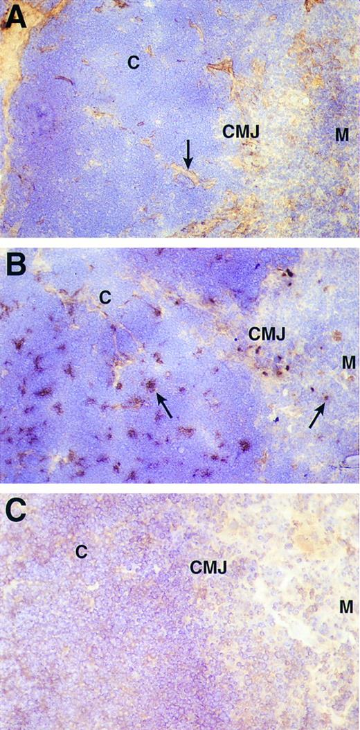 Fig. 5. Immunohistochemical detection of FN (A) and VCAM-1 (B) in human thymus. Frozen sections of human thymus were labeled with anti-FN MoAb (FN-15) or a mixture of anti-VCAM-1 MoAbs (1G11 and 4B9) and the results developed by immunoperoxidase staining. (C) Is the staining with a negative control antibody. The cortex (C), corticomedullary junction (CMJ), and medulla (M) are marked in each panel. In (A), the majority of FN staining is apparent in the medulla and connective tissue septa crossing the cortex to the subcapsular region (arrow). In contrast, (B) shows that the majority of VCAM-1 staining is evident in irregularly shaped islands of cells in the cortex and corticomedullary junction (left arrow). Nonetheless, a number of isolated VCAM-1 positive cells are also seen in the medulla (right arrow).