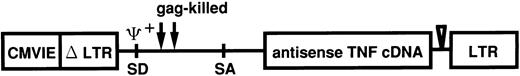 Fig. 1. Linear representation of recombinant retrovirus vector used for antisense TNF expression. pRXhTNFanti vector was derived from pRX. Antisense TNF is encoded by the subgenomic mRNA expressed from the upstream CMVIEΔLTR. CMVIE, cytomegalovirus immediate early enhancer; LTR, long terminal repeat; SD, splice donor; SA, splice acceptor.