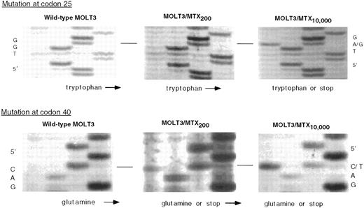 Fig. 4. Genomic DNA sequence of WT MOLT-3, MOLT-3/MTX200, and MOLT-3/MTX10,000 cells in the region of codon 25 (top) and codon 40 (bottom). Thermal cycle sequencing reactions on PCR-amplified genomic DNA were performed as described in Materials and Methods and size-fractionated on a 6% polyacrylamide gel.