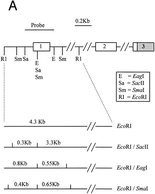 Fig. 1. (A) Restriction map of p16. Open boxes denote the three coding exons, shaded box stands for the 3′ untranslated region (UTR) of p16. Exon 1 resides in a 4.3-kb EcoRI restriction fragment. Methylation-sensitive, rare base-cutting resriction enzymes include 3 Sma I (Sm), 2 SacII (Sa), and 2 Eag I (E) sites. The location of PCR-generated probe used for Southern analysis is shown at the top. Below are the expected fragment sizes recognized by this probe when digested with the restriction enzymes shown in the normally unmethylated status. (Adapted and reprinted with permission.25 ) (B) Restriction map of p15. The probe used for Southern analysis is shown at the top. Exons 1 and 2 are depicted, with noncoding regions shaded. Methylation-sensitive restriction enzyme sites and HindIII sites are shown in the region including exon 1. The predicted sizes of restriction fragments used to analyze the methylation status of p15 are shown at the bottom. (Adapted and reprinted with permission.17 )