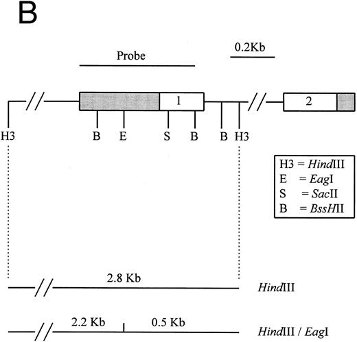 Fig. 1. (A) Restriction map of p16. Open boxes denote the three coding exons, shaded box stands for the 3′ untranslated region (UTR) of p16. Exon 1 resides in a 4.3-kb EcoRI restriction fragment. Methylation-sensitive, rare base-cutting resriction enzymes include 3 Sma I (Sm), 2 SacII (Sa), and 2 Eag I (E) sites. The location of PCR-generated probe used for Southern analysis is shown at the top. Below are the expected fragment sizes recognized by this probe when digested with the restriction enzymes shown in the normally unmethylated status. (Adapted and reprinted with permission.25 ) (B) Restriction map of p15. The probe used for Southern analysis is shown at the top. Exons 1 and 2 are depicted, with noncoding regions shaded. Methylation-sensitive restriction enzyme sites and HindIII sites are shown in the region including exon 1. The predicted sizes of restriction fragments used to analyze the methylation status of p15 are shown at the bottom. (Adapted and reprinted with permission.17 )