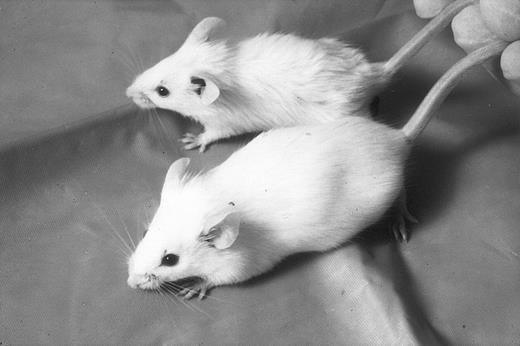 Fig. 1. Appearance of RARα antisense mice. Homozygous RARα antisense transgenic mice are smaller and have coarse fur; back, transgenic mouse; front, normal littermate.