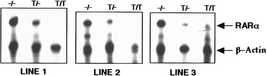Fig. 2. Comparison of RARα and β-actin mRNA levels in normal (−/−), hemizygous transgenic (T/−), and homozygous transgenic (T/T) mice in three transgenic lines. Representative RT-PCR coamplification of RARα and β-actin mRNAs in kidneys.