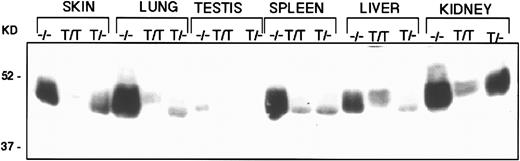 Fig. 3. Comparison of RARα protein in normal (−/−), hemizygous transgenic (T/−), and homozygous transgenic (T/T) mice generated from line 1 in various tissues. The Western blot analysis shows marked reduction in RARα in homozygous mice and less reduction in RARα in hemizygous mice.