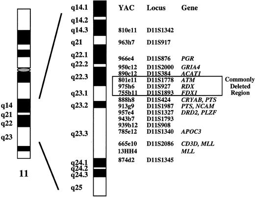 Fig. 1. Molecular cytogenetic delineation of the critical region of 11q deletions in B-CLL (see ref 11). In a previous study, we identified a 2- to 3-Mb sized commonly deleted region in B-CLL tumors that was defined by YAC clones 801e11, 975h6, and 755b11. Clone 755b11 that we used for deletion screening in the present study also contained the breakpoints of two balanced translocations.