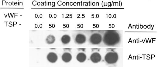 Fig. 4. Quantitation of protein deposition by dot-blot ELISA. Glass slides were prepared as described in Fig 3. Immobilized protein was eluted by repeated scrape harvesting into a Tris-HCl buffer containing 10% SDS and applied to nitrocellulose membranes as described in Materials and Methods. Duplicate strips were allowed to react with antibodies against either vWF (upper row) or TSP (lower row). The weak signal generated by the anti-vWF antibody against TSP alone was less than 5% of the signal generated by reaction against the lowest concentration of vWF (1.25 μg/mL) (determined by densitometry). In separate experiments, neither the anti-vWF nor the anti-TSP antibody demonstrated detectable cross-reactivity against either TSP or vWF, respectively.