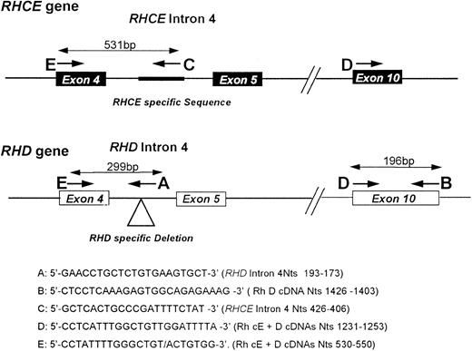 Fig. 1. Schematic representation of RHD Intron 4/exon 10 multiplex PCR. A diagrammatic representation of the multiplex assay used in this study is depicted in this figure. The approximate positions of the amplimers are shown with the identification letters (A through D) shown at the 5′ end of the primer. The sequences of the primers are shown and their nucleotide positions (numbered within either RHCE or RHD intron 4 (Fig 2); or corresponding to Rh cE45 or D6 cDNAs). The location of the RHD specific deletion or RHCE specific insertion are highlighted on the figure.