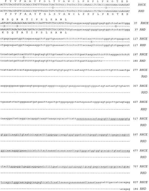Fig. 2. Nucleotide sequences of cloned RHCE and RHD gene Intron 4. The complete nucleotide sequences of the RHCE and RHD gene intron 4 are displayed. The sequences are derived from cloned PCR products, the sequences of exon 4 and 5 are displayed in uppercase. Intron 4 sequence is displayed as lowercase, and the first nucleotide of the intron is numbered as position 1. The RHCE intron extends to 1077 nts, while the RHD intron to 426 nts. Sequence differences between the two genes are denoted by a cross on the shadow sequence. The two nucleotide sequences have been submitted to Genbank/EMBL databases and have the following accession numbers: Intron 4 RHCE: Y10604, intron 4 RHD: Y10605.