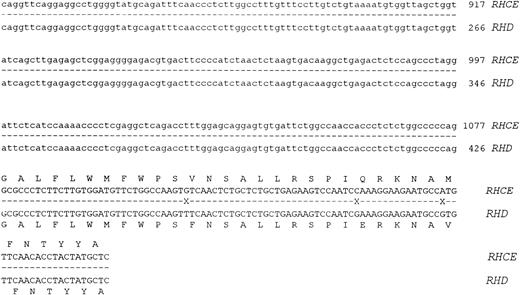 Fig. 2. Nucleotide sequences of cloned RHCE and RHD gene Intron 4. The complete nucleotide sequences of the RHCE and RHD gene intron 4 are displayed. The sequences are derived from cloned PCR products, the sequences of exon 4 and 5 are displayed in uppercase. Intron 4 sequence is displayed as lowercase, and the first nucleotide of the intron is numbered as position 1. The RHCE intron extends to 1077 nts, while the RHD intron to 426 nts. Sequence differences between the two genes are denoted by a cross on the shadow sequence. The two nucleotide sequences have been submitted to Genbank/EMBL databases and have the following accession numbers: Intron 4 RHCE: Y10604, intron 4 RHD: Y10605.