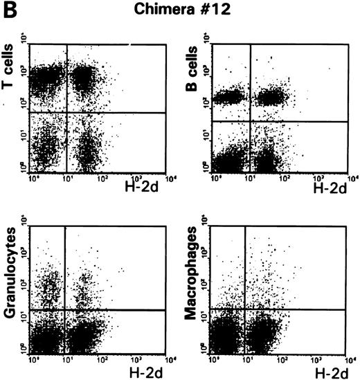 Fig. 2. (A) The percentages of host-type (H-2b pos/d neg) and donor-type (H-2b pos/d pos) cells were determined by FACS analysis 9 months after conditioning in lymph node cells of control B10 and (B10 × B10.D2)F1 animals and representative F1 → B10 chimeras (no. 12 and no. 17, Table 1). (B) Analysis of donor-derived (H-2dpos) lymphoid (T and B cells) and myeloid (granulocytes and macrophages) lineages in lymph node cells of a representative chimera (no. 12).