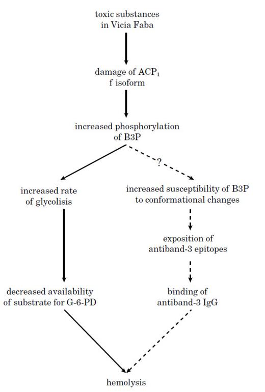 Fig. 1. A possible mechanism explaining the association between ACP1 and hemolytic favism.