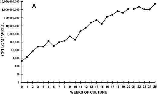 Fig. 3. Time course of CFU-GM expansion from CD34+ CB cells. Two thousand CD34+ cells were plated on day 0 in duplicate in 24 wells in the presence of FL + TPO. Every week the content of CFU-GM per well was determined. The vertical axis represents the CFU-GM expansion during 25 weeks of LTC. Two independent experiments of four are shown.