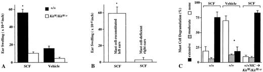 Fig. 1. Induction of ear swelling (A and B) and mast cell activation (C) by intradermal injection of rrSCF (30 μg/kg/site) or vehicle alone in the ear skin of WBB6F1-KitW/KitW-v mice or KitW/KitW-v mice that had been selectively and locally reconstituted, in the left ear, with BMCMCs derived from the congenic normal +/+ mice (+/+ MC → KitW/KitW-v mice). (A) Ear swelling measured 2 hours after injection of rrSCF or vehicle. *P < .001 versus values for vehicle-injected +/+ mice or SCF-injected KitW/KitW-v mice. (B) Ear swelling determined 2 hours after injection of rrSCF into the left (mast cell-reconstituted) or right (mast cell-deficient) ears of +/+ MC → KitW/KitW-v mice. *P < .005 versus values for contralateral mast cell-deficient ears. (C) Extent of mast cell activation in the ear skin of +/+ mice after injection of SCF or vehicle or in the left (mast cell-reconstituted) SCF-injected ears of +/+ MC → KitW/KitW-v mice. *P < .0001 versus values for the SCF-injected +/+ mice or SCF-injected +/+ MC → KitW/KitW-v mice. The differences between values for SCF-injected +/+ or +/+ MC → KitW/KitW-v mice are not statistically significant (P < .1).