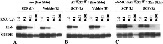 Fig. 2. Detection of IL-6 mRNA by RT-PCR in serial dilutions of RNA from the ear skin of the same WBB6F1-+/+ (A), WBB6F1-KitW/KitW-v (B), and +/+ MC→KitW/KitW-v (C) mice that are shown in Fig 1. Note that +/+ MC → KitW/KitW-v mice (C) were injected with SCF in both the L (mast cell-reconstituted) and R (mast cell-deficient) ears.