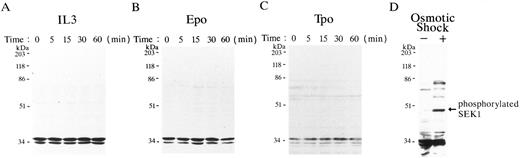 Fig. 3. Phosphorylation of SEK1/MKK4 was not induced by IL-3, Epo, or Tpo stimulation. FDC-P2 cells (A and D), FD-EPO cells (B), and FD-TPO cells (C) were stimulated with IL-3 (A), Epo (B), and Tpo (C), respectively, for the indicated time up to 60 minutes or stimulated with (+) or without (−) sorbitol (D) for 30 minutes. Total cell lysates were separated by SDS-PAGE and immunoblotted with anti-phospho–specific SEK1/MKK4 antibody. An arrow indicates the phosphorylated SEK1 (46 kD).
