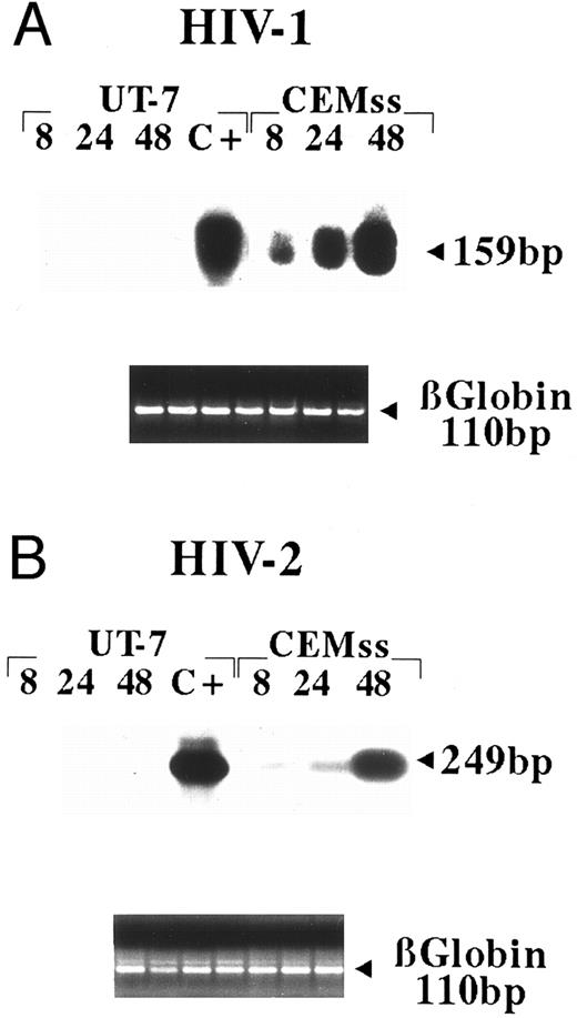 Fig. 2. PCR analysis of HIV-1– or HIV-2–infected UT-7 cells. Both UT-7 and CEMss cells were infected with (A) NL4-3 HIV-1 or (B) HIV-2ROD strains (moi 1); cells were collected 8, 24, and 48 hours postinfection; and cell lysates were analyzed by PCR. Lysates from CEMss cells 5 days after infection with NL4-3 HIV-1 or HIV-2ROD were used as positive controls (c+). Cell lysates were also amplified with β-globin–specific primers as control.