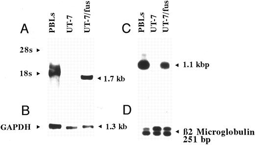 Fig. 3. Analysis of CXCR4 expression in UT-7 and UT-7/fus cells. Northern blot (A and B) and RT-PCR (C and D) were performed on total RNA obtained from human peripheral blood lymphocytes and parental UT-7 and UT-7/fus cells. Northern blot was hybridized with CXCR4 c-DNA (A) or GAPDH (B) probes. RT-PCR products were hybridized with an end-labeled oligoprimer internal to CXCR4 c-DNA (C). As control, RT-PCR for β2-microglobulin19 was performed (D).