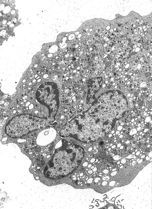 Fig. 7. A well-differentiated megakaryocyte (original magnification × 3,080) generated from purified CD34+ cells cultured for 12 days in the presence of MIP-1α, IL-3, IL-6, IL-11, FL, SCF, and MGDF. A normal distribution of granules, mitochondria, and other cytoplasmic organelles is visible.