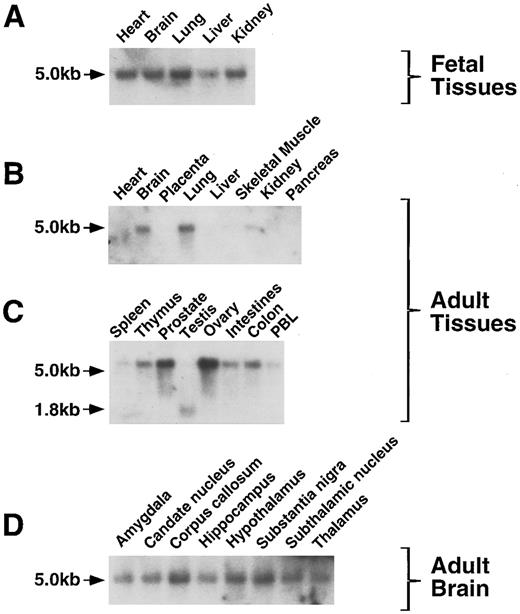 Fig. 10. Analysis of HCA expression by RNA blot hybridization. RNA from a variety of fetal and adult human tissues was hybridized to an huHCA coding region probe. PBL, peripheral blood leukocytes. The positions of the 5.0- and 1.8-kb HCA transcripts are indicated.