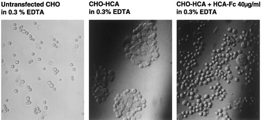 Fig. 11. Adhesion assay of HCA transfectants. CHO cells transfected with huHCA-1 were incubated in the absence (center) or presence (right) of affinity-purified huHCA-1-Fc (40 μg/mL). Aggregation was observed by light microscopy after 30 minutes. Untransfected CHO cells did not aggregate in this condition (left).
