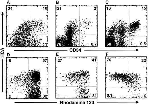 Fig. 3. HCA expression by human hematopoietic cells in different tissues. Cells from 18-week FBM (A and D), ABM (B and E), and MPB from a multiple myeloma patient (C and F ) were stained as described in the Materials and Methods with Rh123 dye and MoAbs against CD34 and HCA. Isotype control staining was on all samples. The MPB sample was taken from day-2 leukapheresis, whereas the patient was treated with a high dose of cyclophosphamide and with GM-CSF. This particular MPB sample contained the highest percentage of CD34+ cells as compared with other leukapheresis harvests made at different days from the same patient. The percentage of cells in each quadrant is indicated. The bottom row (D, E, and F ) shows the Rh123 staining versus huHCA expression by CD34+ cells from each tissue analyzed above (A, B, and C).